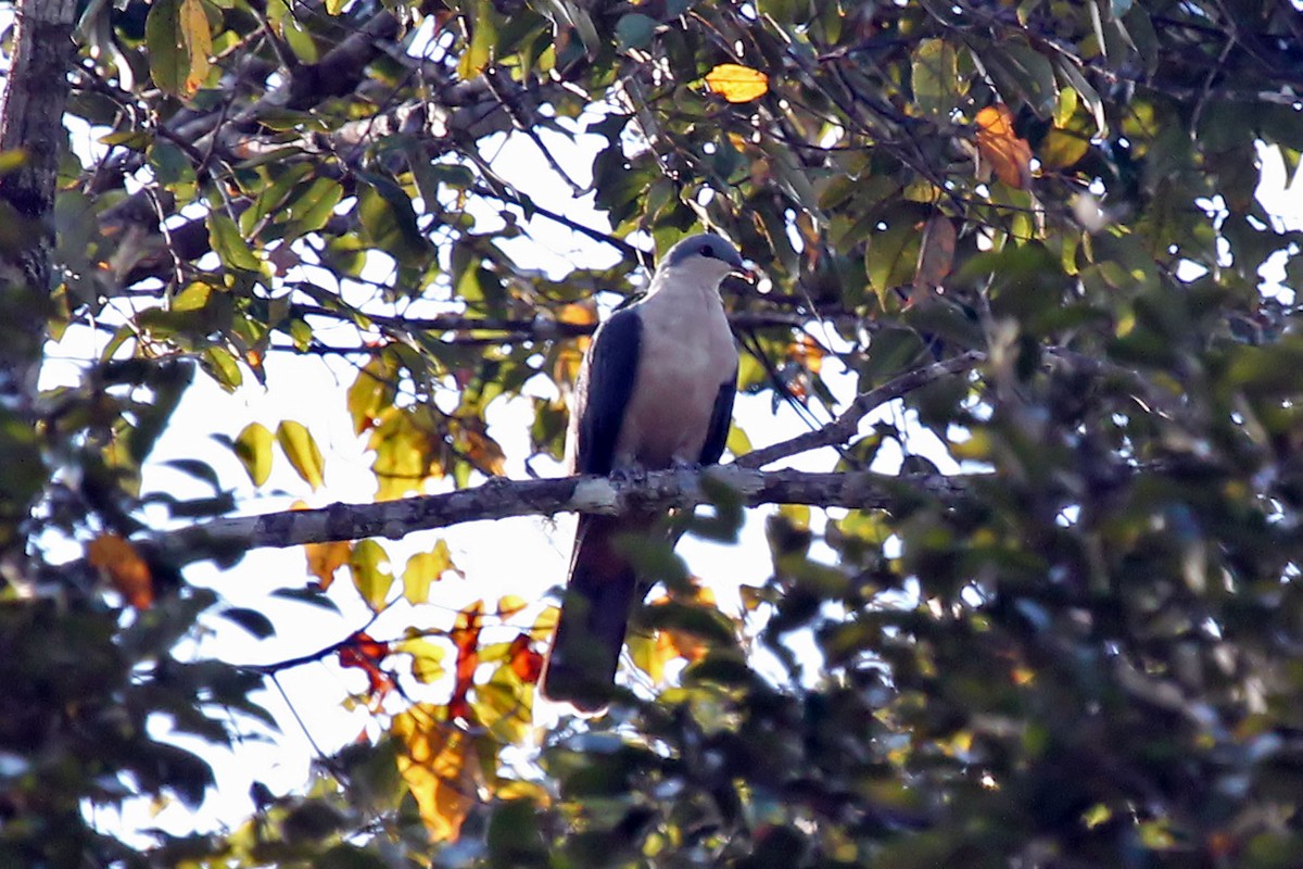 Buru Mountain-Pigeon - ML204880191