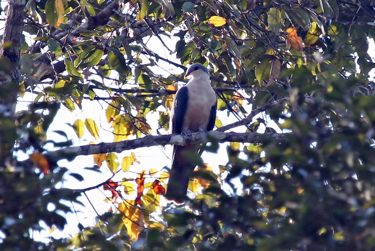 Buru Mountain-Pigeon - ML204880201