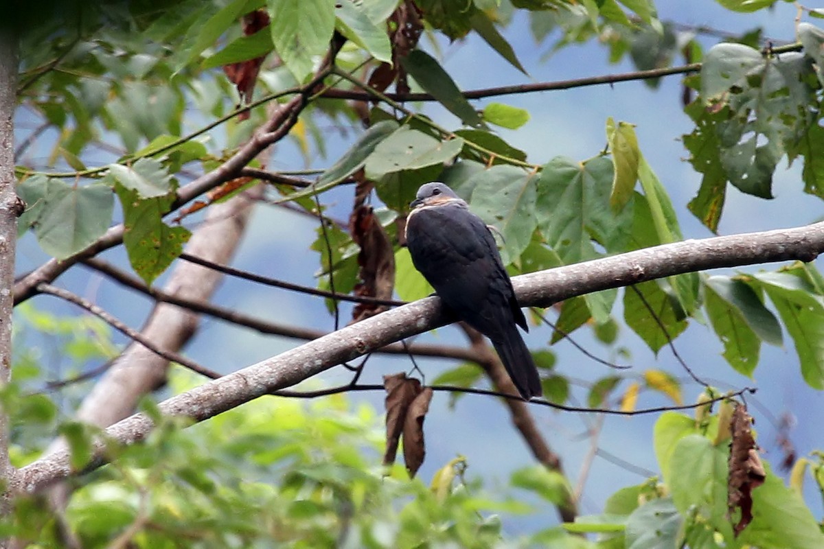 Buru Mountain-Pigeon - ML204880211