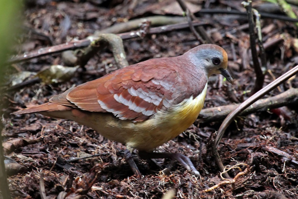 Cinnamon Ground Dove - ML204880241