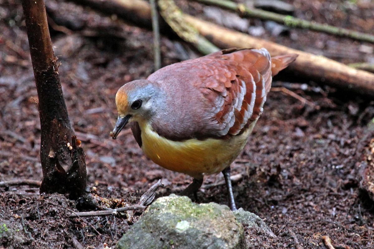 Cinnamon Ground Dove - ML204880251