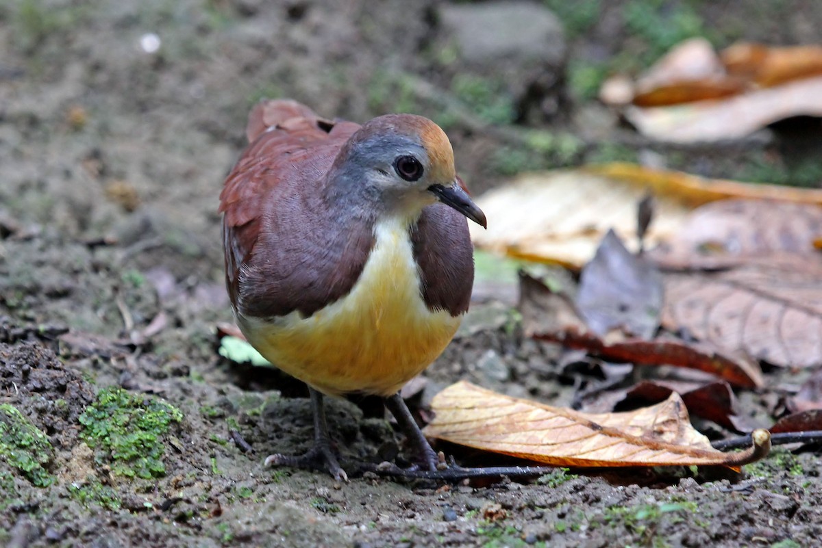 Cinnamon Ground Dove - ML204880261