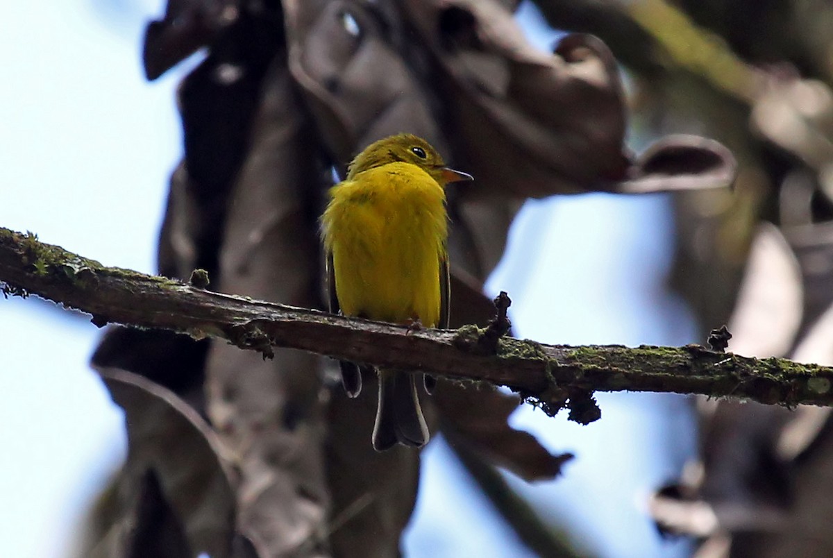 Citrine Canary-Flycatcher - ML204880281