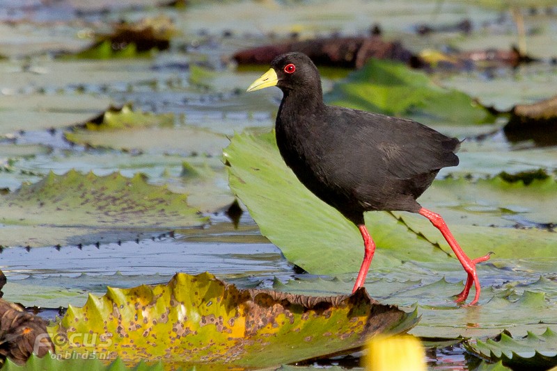 Black Crake - ML204880321