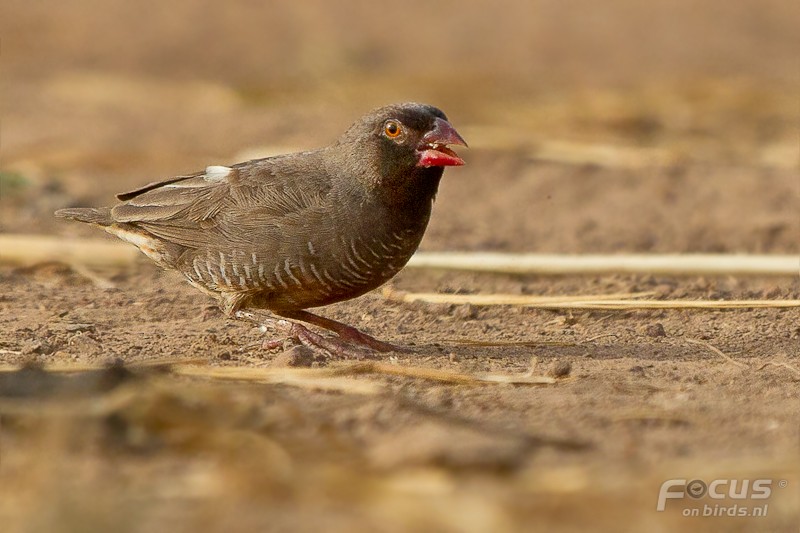 シャコスズメ - ML204880391