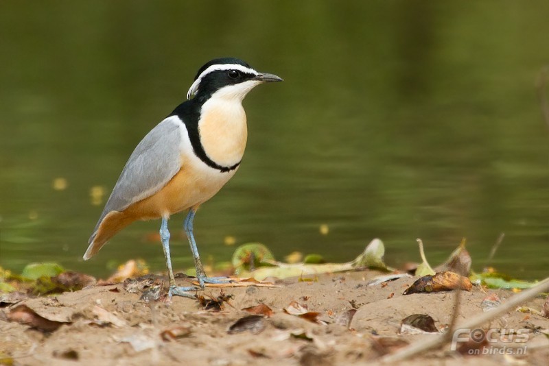 Egyptian Plover - ML204880401