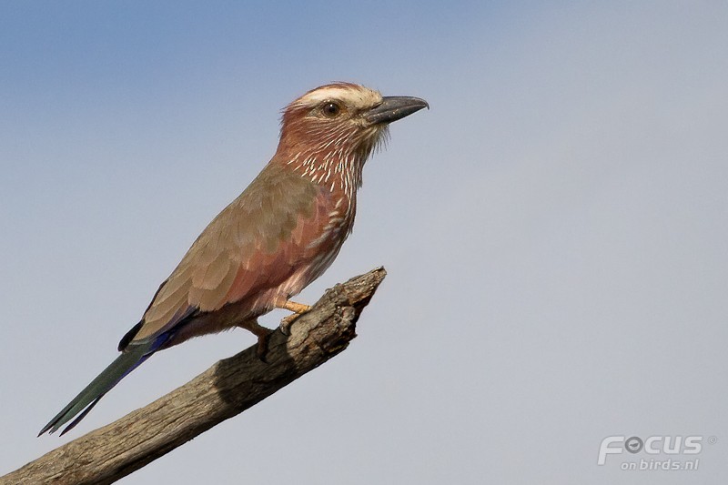 Purple Roller - Mattias Hofstede