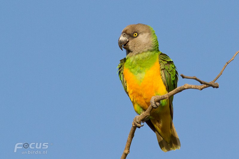 Senegal Parrot - Mattias Hofstede