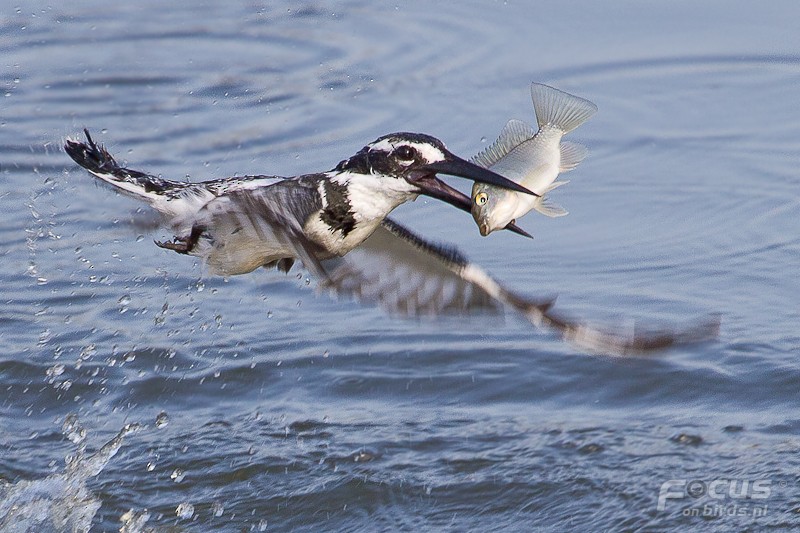 Pied Kingfisher - ML204880451