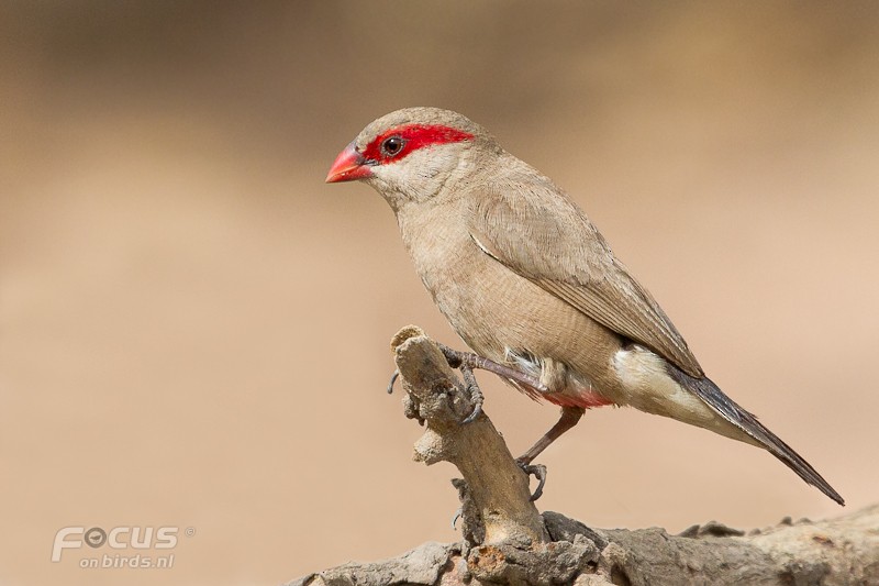 Black-rumped Waxbill - ML204880551