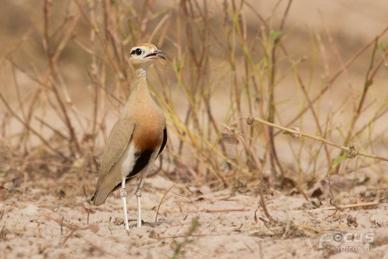 Temminck's Courser - ML204880601