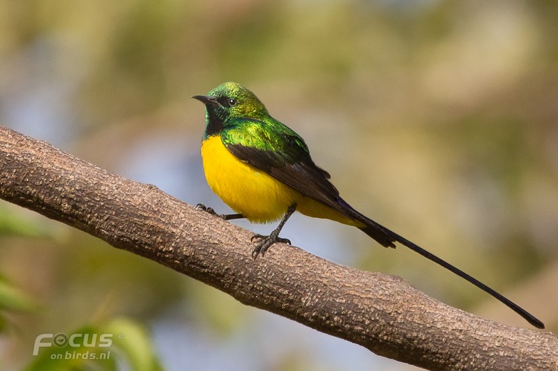 Pygmy Sunbird - ML204880661