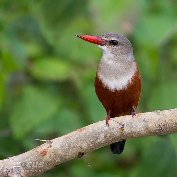 ハイガシラショウビン - ML204880741