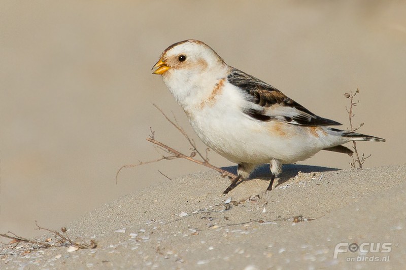 Snow Bunting - ML204880771