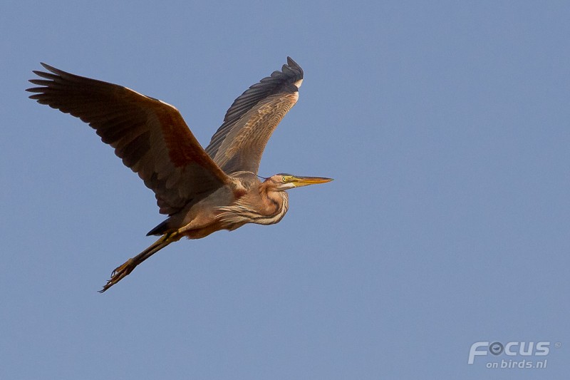 ムラサキサギ - ML204880831