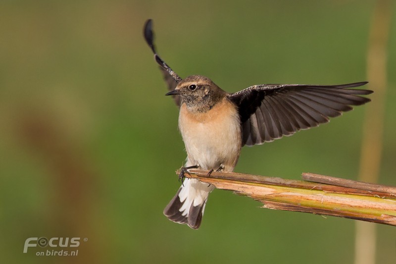 Кам'янка лиса - ML204880861