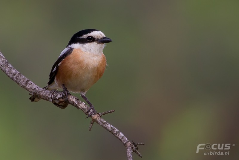 Masked Shrike - ML204880891