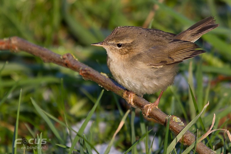 Dusky Warbler - ML204880921