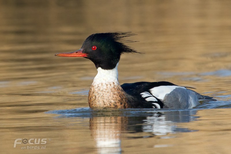 Red-breasted Merganser - ML204880941