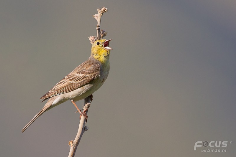 キノドアオジ - ML204880961