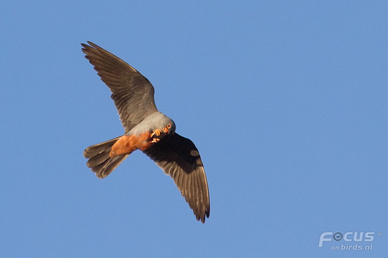 Red-footed Falcon - Mattias Hofstede