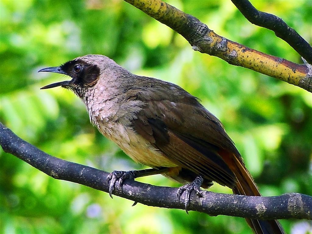 Masked Laughingthrush - ML204881101