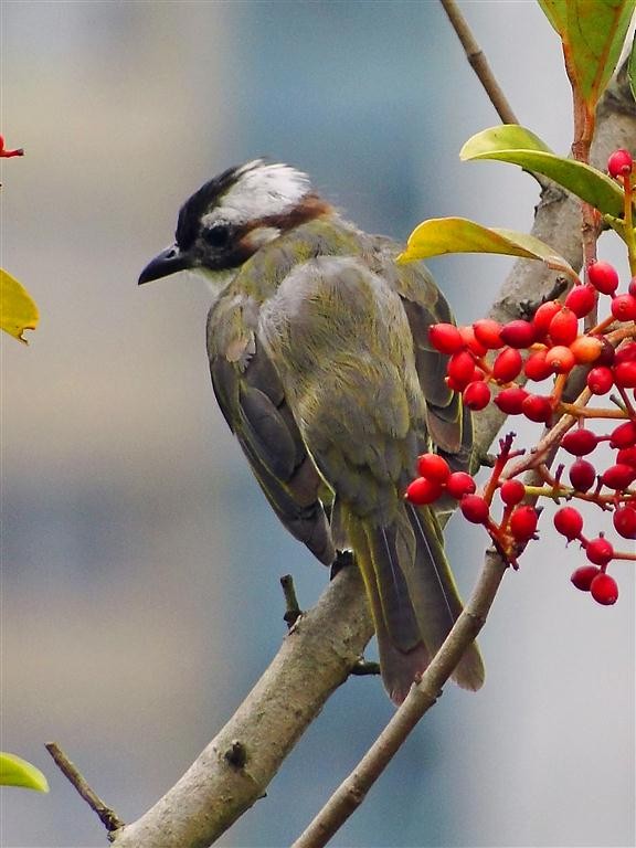Light-vented Bulbul - ML204881111