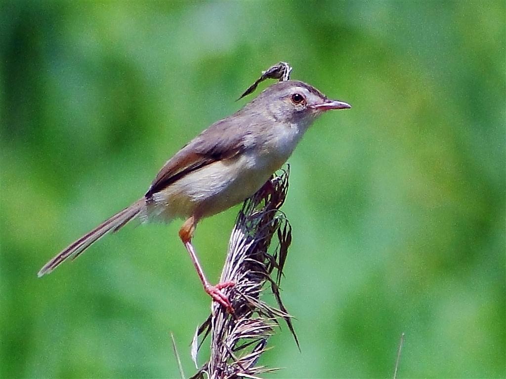 Plain Prinia - ML204881131