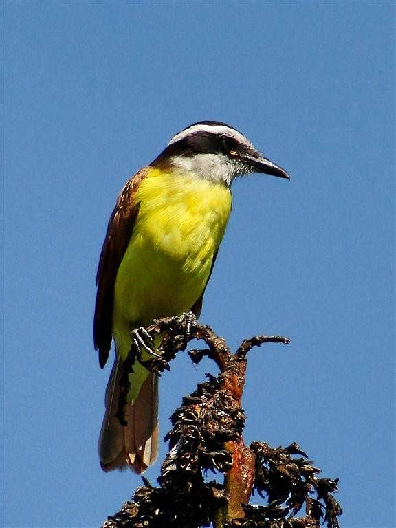 Lesser Kiskadee - ML204881181