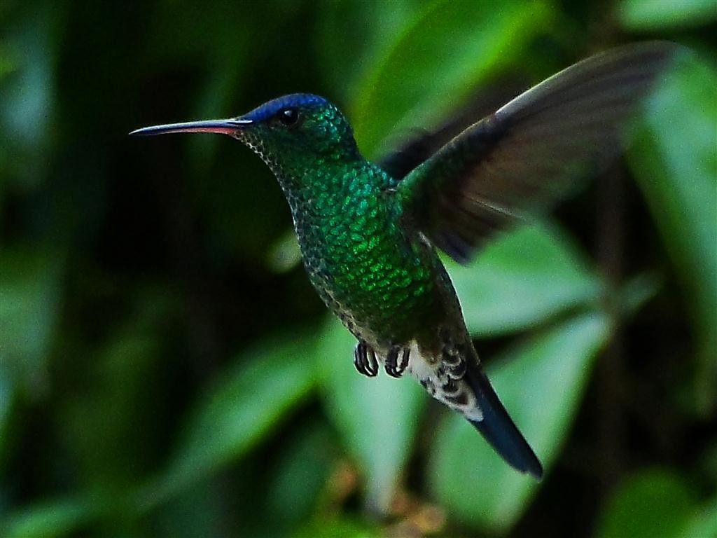 kolibřík indigovohlavý - ML204881241