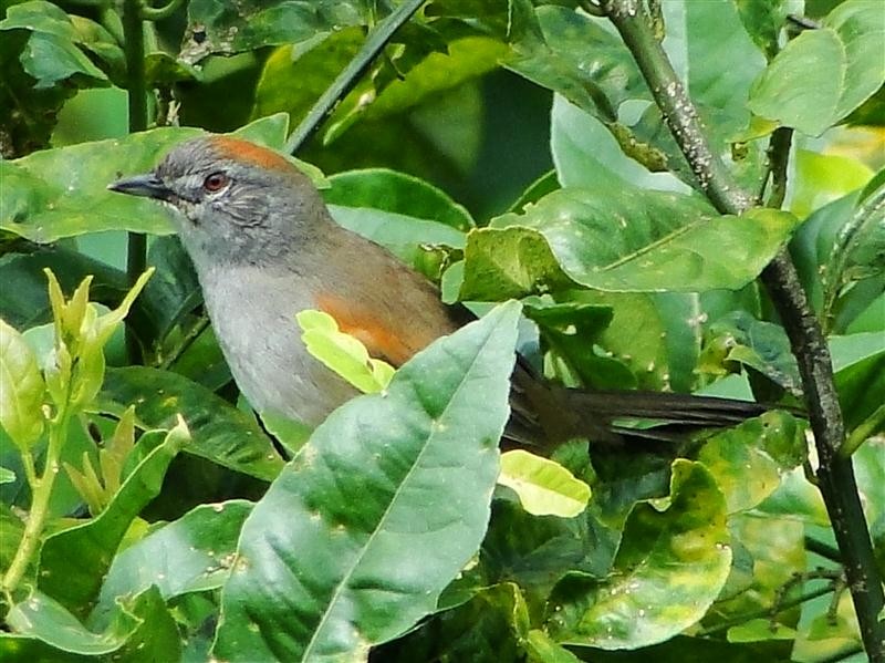 Azara's Spinetail - Blair Wainman