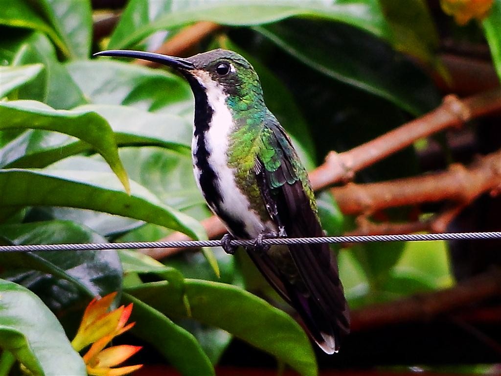 kolibřík tropický - ML204881301