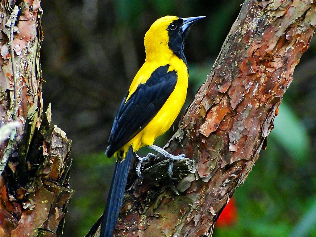 Yellow-backed Oriole - ML204881461