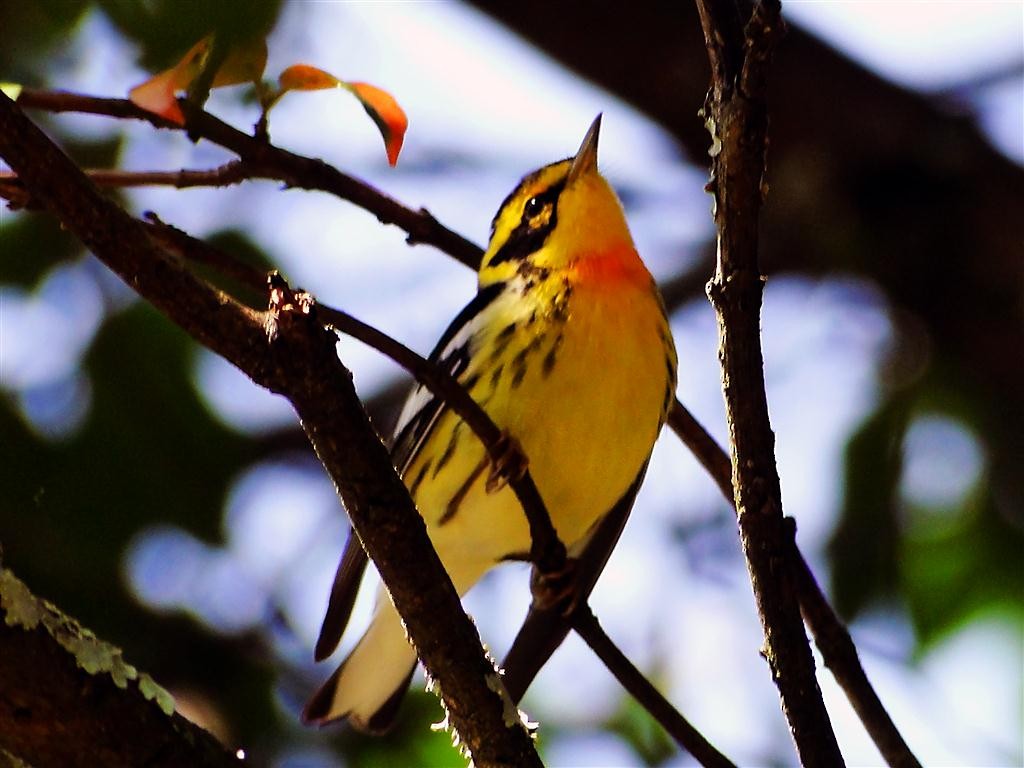 Blackburnian Warbler - ML204881481