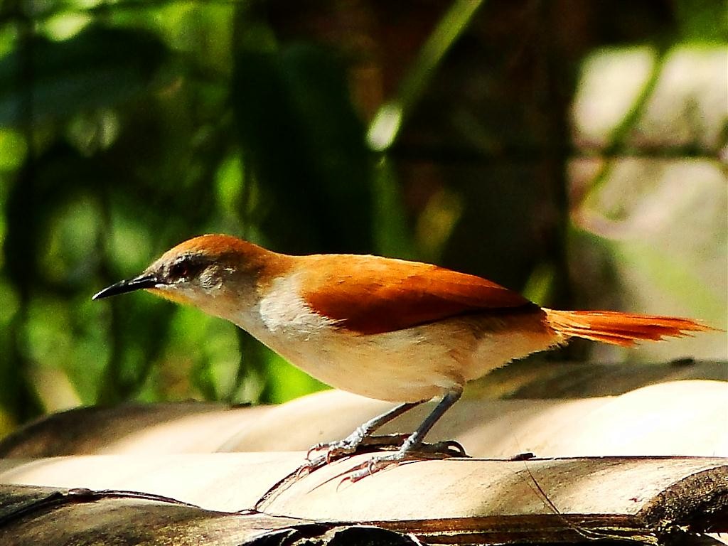 Yellow-chinned Spinetail - ML204881571
