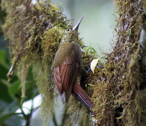 Spotted Woodcreeper (Berlepsch's) - ML204881601