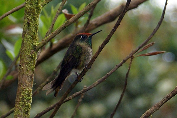 kolibřík rezavokorunkatý - ML204881721