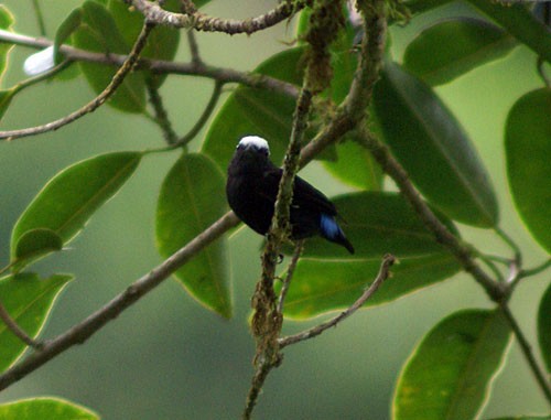 Blue-rumped Manakin - ML204881781