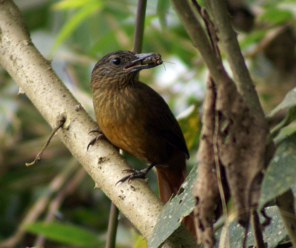 Streak-capped Treehunter - ML204881871