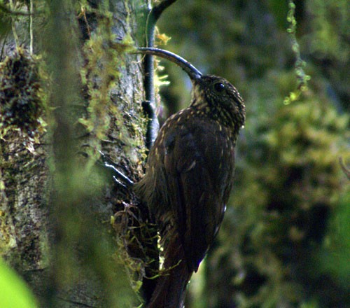 Brown-billed Scythebill - ML204881941