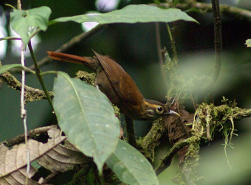 Scaly-throated Foliage-gleaner (Spot-breasted) - Dušan Brinkhuizen