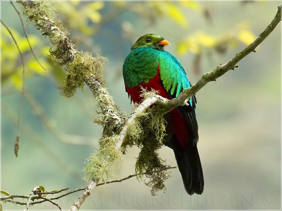 Golden-headed Quetzal - ML204882231