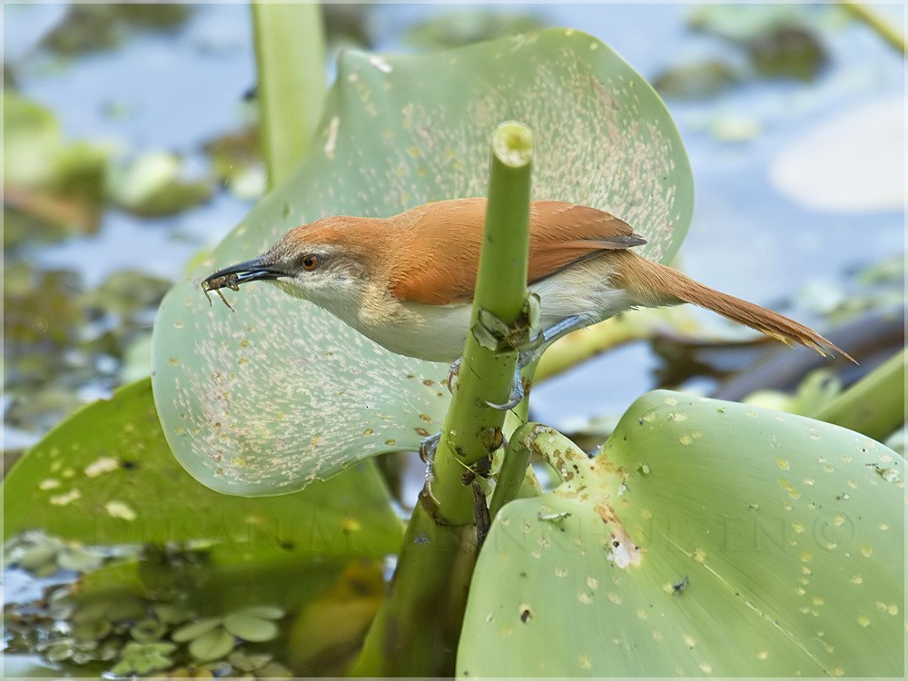 Yellow-chinned Spinetail - Dušan Brinkhuizen