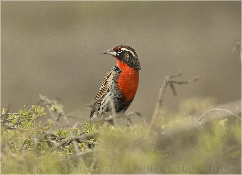 Peruvian Meadowlark - ML204882541