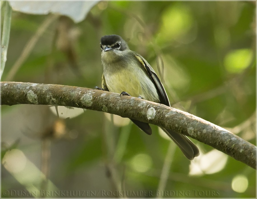 Spectacled Tyrannulet - ML204882611