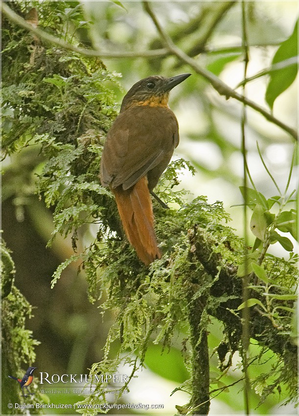 Streak-breasted Treehunter - ML204882681