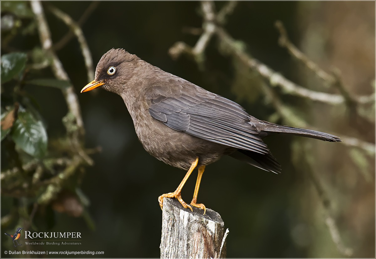 Sooty Thrush - ML204882841