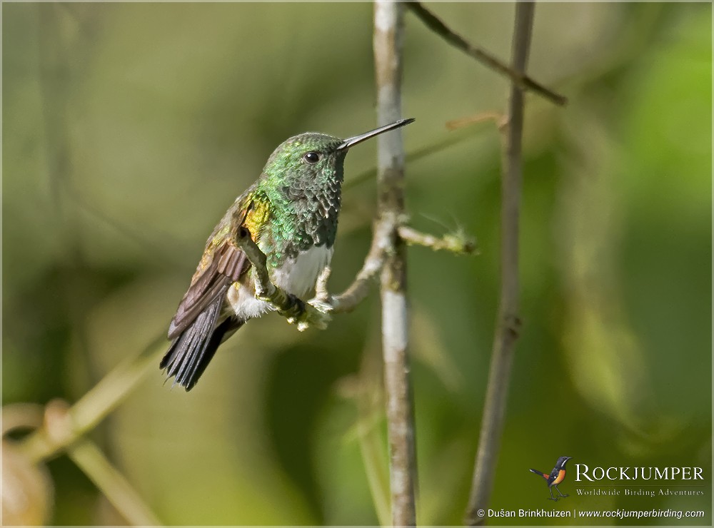 Snowy-bellied Hummingbird - Dušan Brinkhuizen