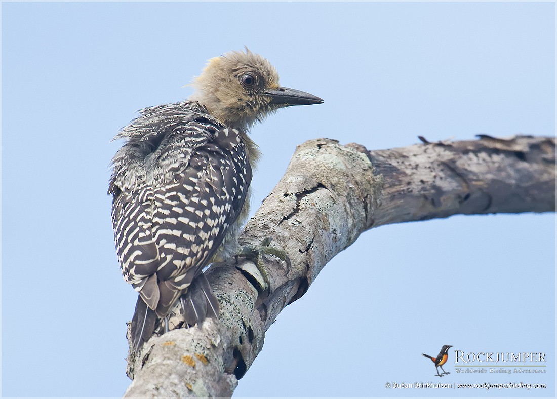 Hoffmann's Woodpecker - ML204883061