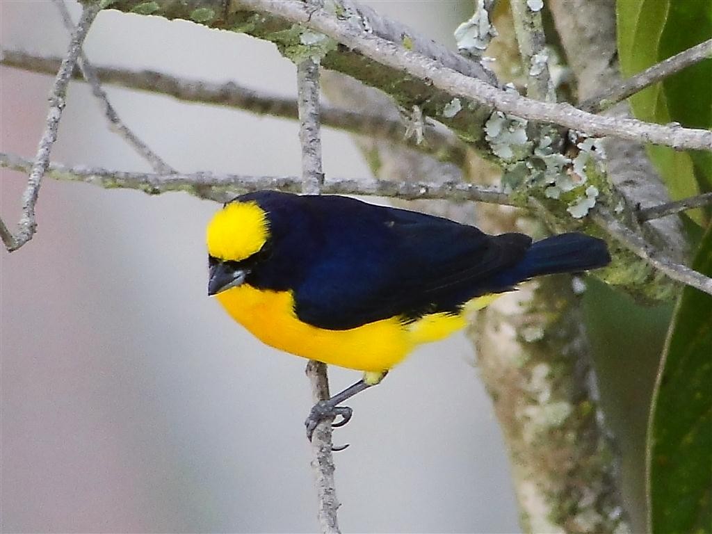 Thick-billed Euphonia - ML204883111